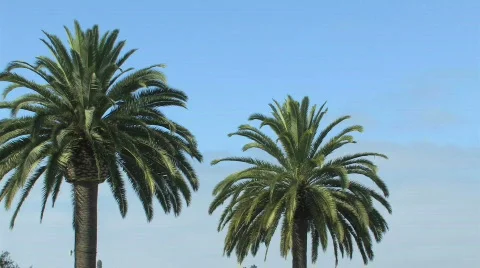 Two Palm Trees Against a Breezy Blue Sky Stock Footage 785402