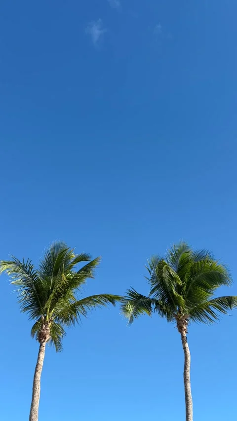 Two Palm Trees Against Clear Blue Sky Stock Footage 312688809