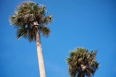 Two palm trees against a cloudless blue sky Stock Photos