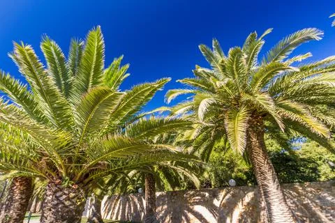 Two palm trees, against deep blue sky Stock Photos