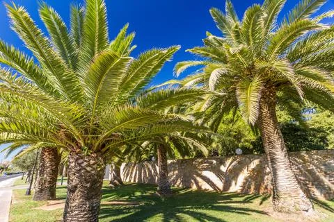 Two palm trees, against deep blue sky and wall Stock Photos