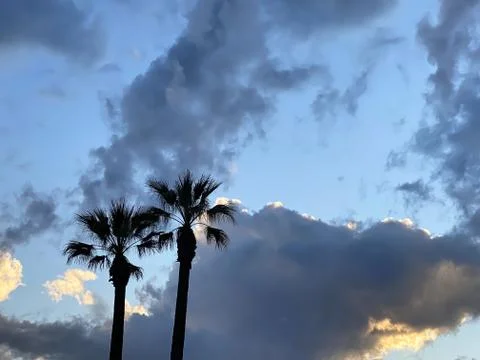 Two palm trees against the evening sky and clouds Foto stock