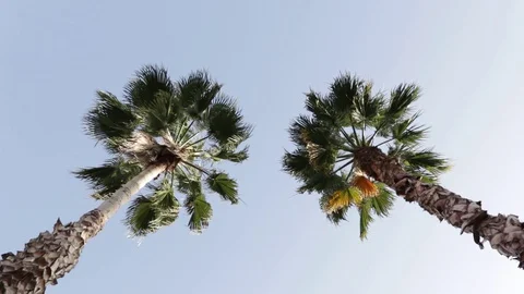 Two palm trees against the sky Stock Footage 128714928