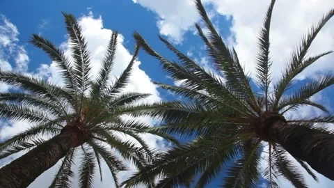 Two palm trees and sky with clouds 動画素材 106464754