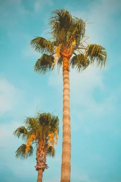 Two palm trees are over blue sky background Stock Photos