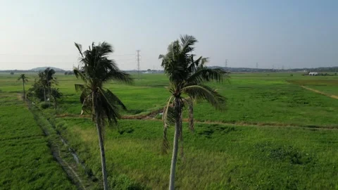 Two palm trees are in a paddy field 스톡 동영상 317258586
