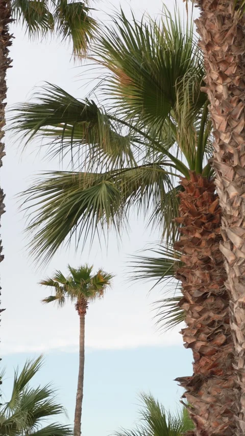 Two palm trees are standing next to each other in a field Stock Footage 278150579