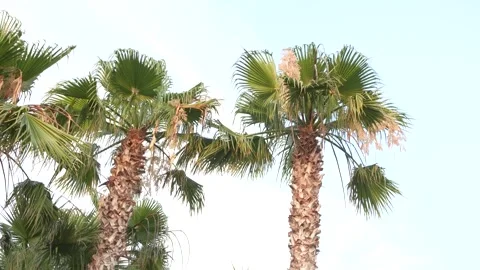 Two palm trees are standing tall in a clear blue sky Stock Footage 278150618