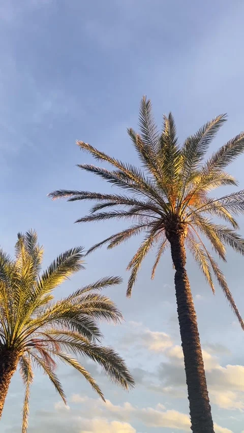 Two palm trees are standing tall in the sky, with a clear blue sky in the Stock Footage 330902960