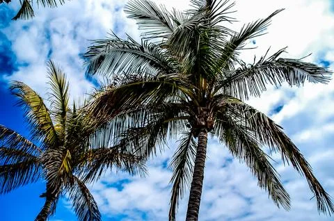 Two palm trees are standing tall in the sky Stock Photos