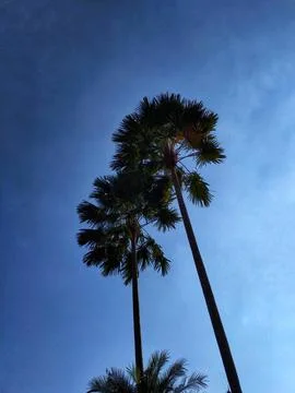 Two palm trees are standing tall with clear blue sky Stock Photos