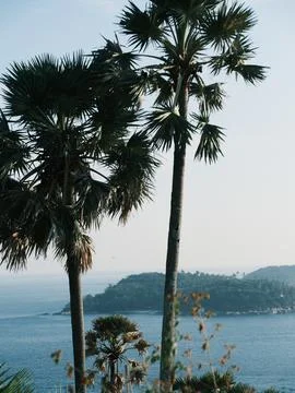 Two palm trees are standing next to each other in front of a body of water Stock Photos