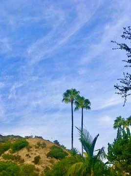 Two palm trees in the background of the sky Stock-Fotos