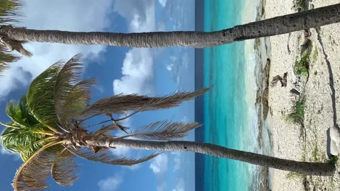 Two palm trees on the beach and the sea with turquoise water. Stock Footage 159004107