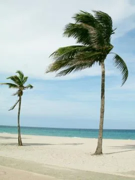 Two Palm Trees Beach Stock Photos