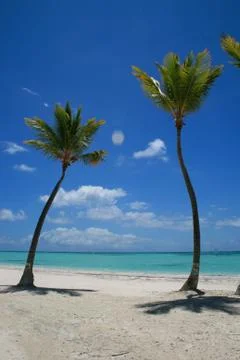 Two Palm Trees on beach in Punta Cana Cap Cana Stock-Fotos