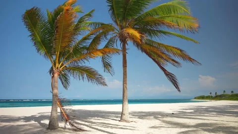 Two palm trees on the beach with white sand. Beautiful tropical nature Stock Footage 233593101