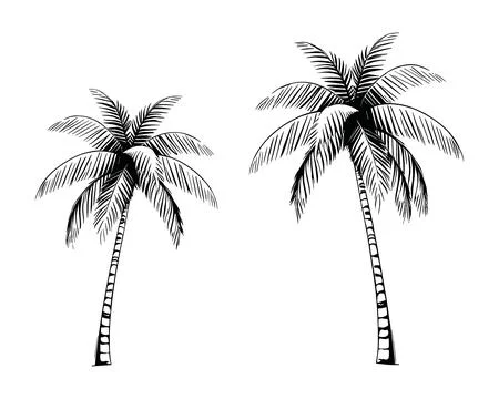 Two Palm Trees Black and White Tropical Island Art イラスト素材