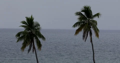 Two palm trees blow in the wind by the ocean. Stock Footage 147950506