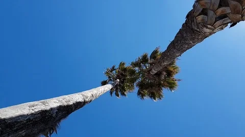 Two palm trees in the blue sky Video stock 104260488