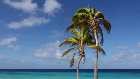 Two palm trees on the blue sky and azure sea background. Stock Footage 168703969