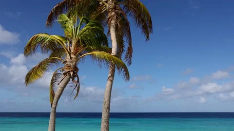 Two palm trees on the blue sky and azure sea background. Slow motion. Stock Footage 168870679