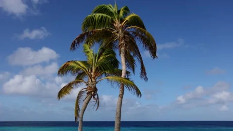 Two palm trees with blue sky and azure sea behind. Stock Footage 168942401
