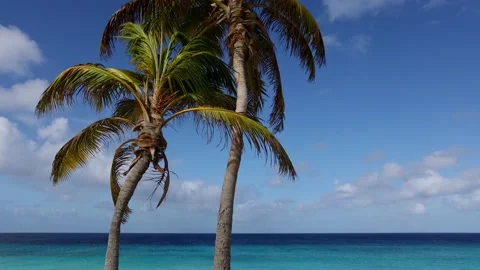 Two palm trees with blue sky and azure sea behind. Video stock 168942484