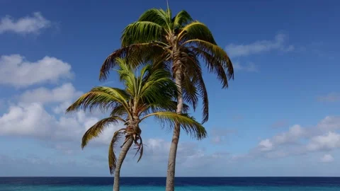 Two palm trees with blue sky and azure sea behind. Stock Footage 169521270
