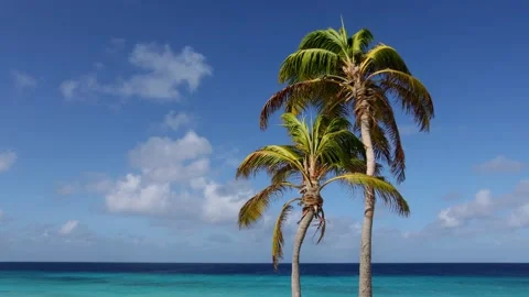 Two palm trees on the blue sky and azure sea background. Slow motion. Video stock 169841452