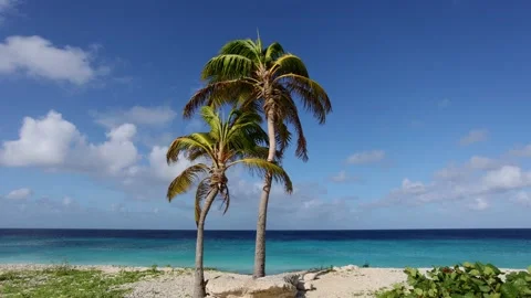 Two palm trees on the blue sky and azure sea background. Slow motion. Video stock 171664435