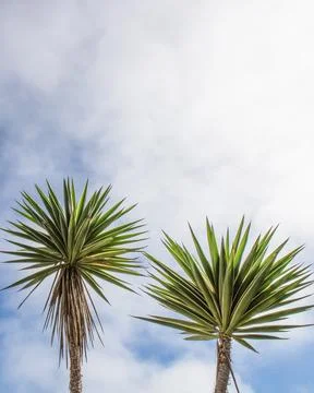 Two palm trees with a blue sky and clouds with room at top for copy 写真素材