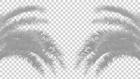 Two palm trees border on a transparent background, branch of a date palm tree Foto stock