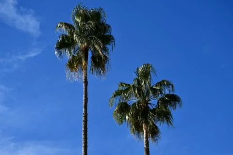Two Palm Trees in Cannes Stock Photos