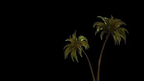 Two palm trees carved out of the background, wind movement Stock-Footage 70054837