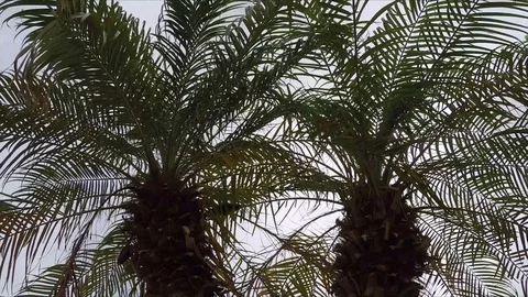 Two Palm Trees, Close Up View Stock Footage 74070635