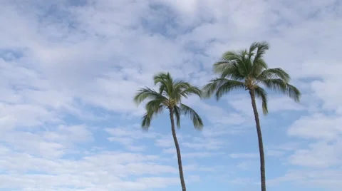 Two Palm Trees With Clouds Passing By Stock Footage 63347640