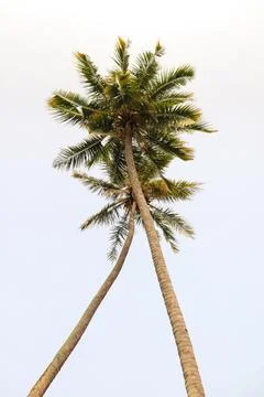Two Palm Trees Crossing Each Other with the Sky as the Background Stock Photos