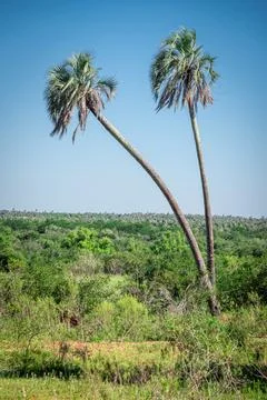 Two palm trees in El Palmar National Park in Entre Ros Stock Photos