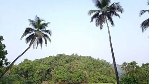 Two palm trees on the field with some clouds on the horizon, coconut tree. Stock Footage 166714416