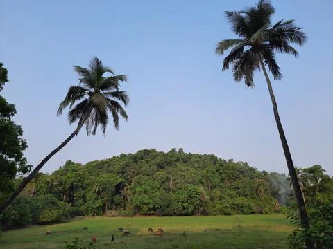 Two palm trees on the field with some clouds on the horizon, coconut tree. Foto stock