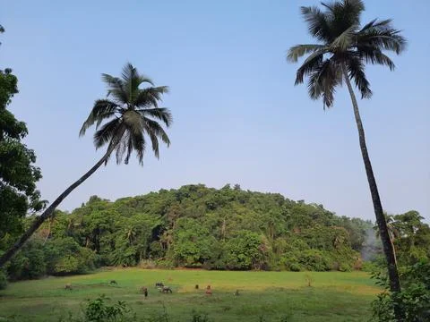 Two palm trees on the field with some clouds on the horizon, coconut tree. Stock Photos