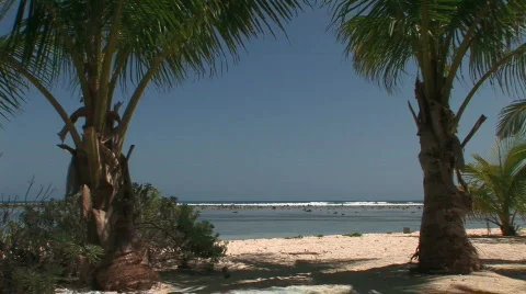 Two palm trees Stock Footage 65511