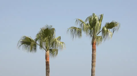 Two Palm Trees Stock Footage 22983842
