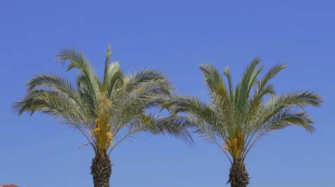 Two palm trees. Stock Footage 49470490
