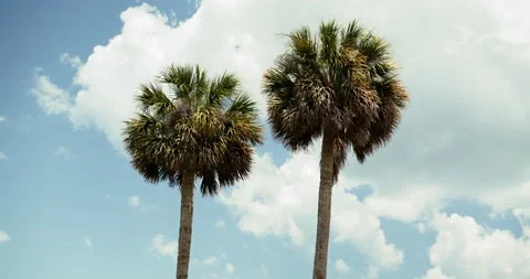 Two palm trees Stock Footage 204819282