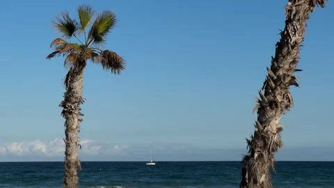 Two palm trees framing a sailboat on the horizon, sea, and a clear blue sky Stock Footage 297373569