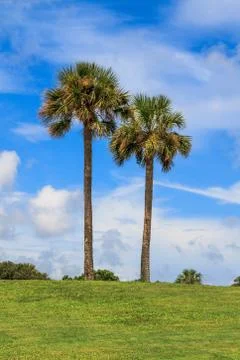 Two palm trees in front of blue sky Stock Photos