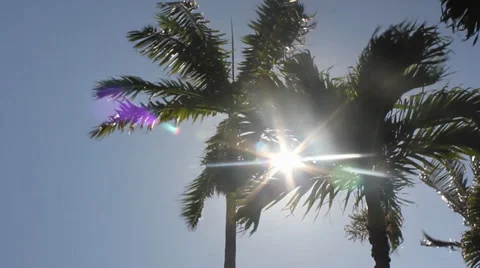 Two Palm Trees in front of sun Stock Footage 36433058