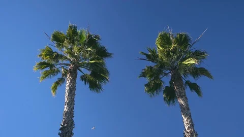 Two palm trees have a bottom view close-up on the background a blue sky Video stock 104889423